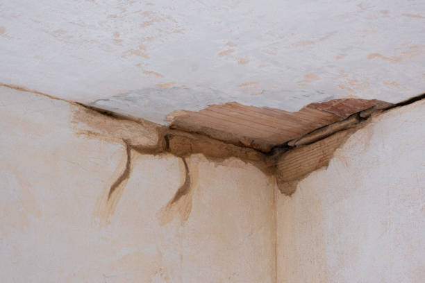 Best Professional water damage repair  in Lockhart, FL